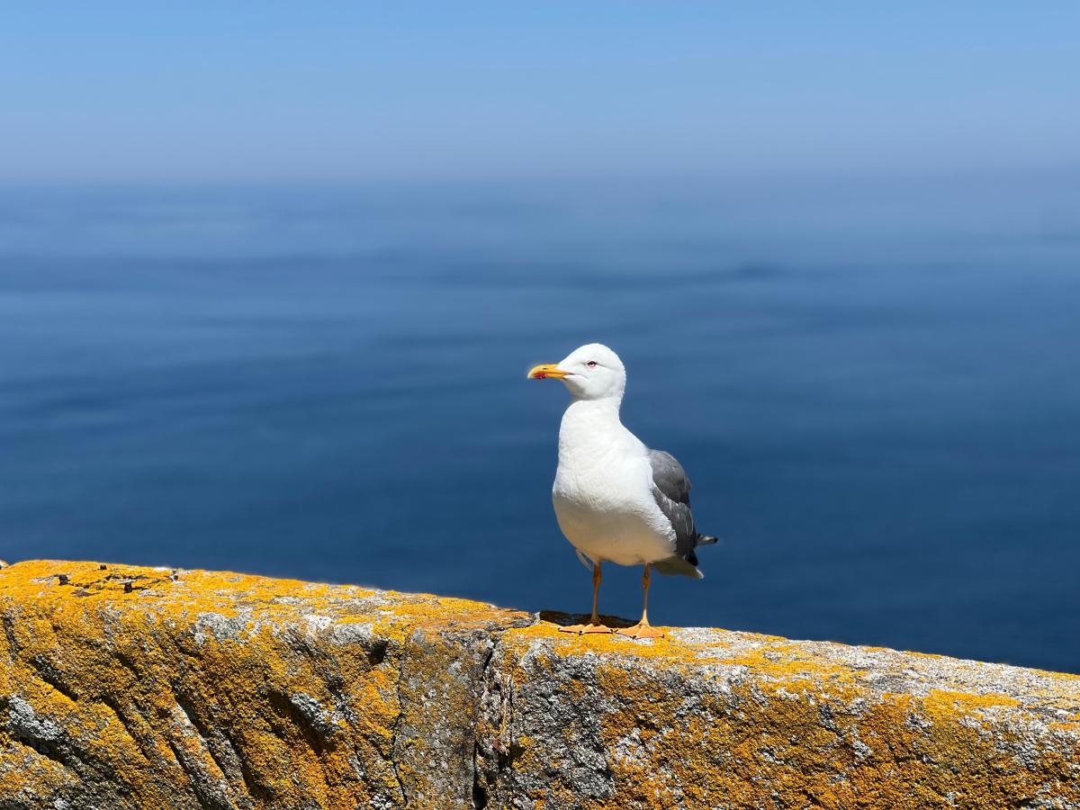 Brain Rot and the Fight to Think Again